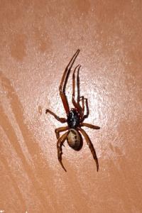 <i>Steatoda nobilis</i>