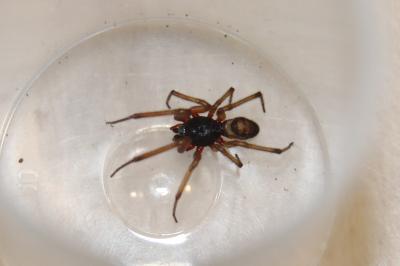 <i>Steatoda nobilis</i>