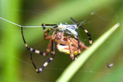 <i>Argiope bruennichi</i>