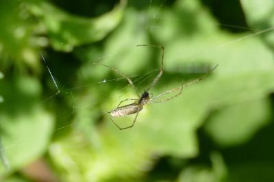 <i>Tetragnatha</i>
