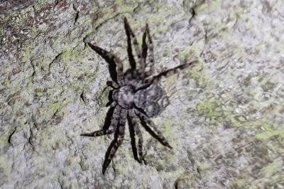 <i>Philodromus margaritatus</i>