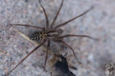 <i>Eratigena atrica</i>