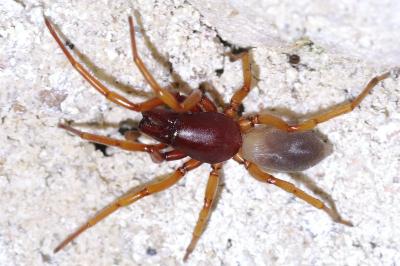 <i>Dysdera crocata</i>