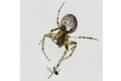 <i>Zygiella x-notata</i>