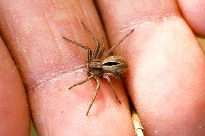 <i>Thanatus formicinus</i>