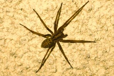 <i>Eratigena</i>