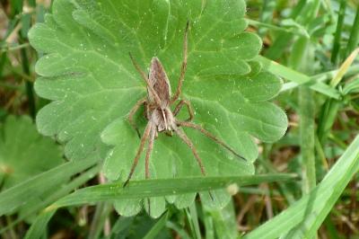 <i>Pisaura mirabilis</i>