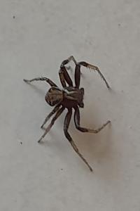 <i>Xysticus</i>