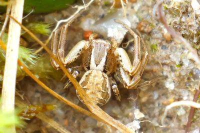 <i>Xysticus</i>
