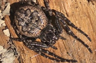 <i>Nuctenea umbratica</i>