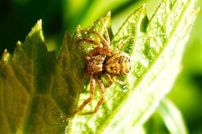 <i>Xysticus</i>