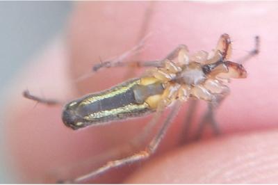 <i>Tetragnatha montana</i>