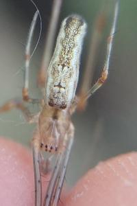 <i>Tetragnatha montana</i>