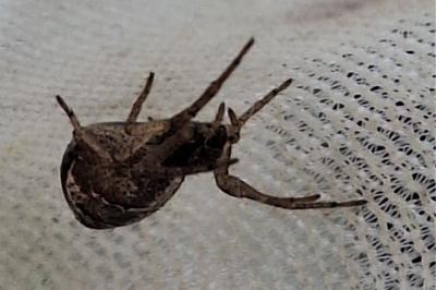 <i>Tmarus</i>