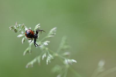 <i>Synema globosum</i>