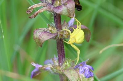 <i>Misumena vatia</i>