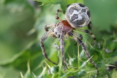 <i>Larinioides cornutus</i>
