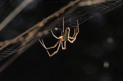 <i>Tetragnatha extensa</i>