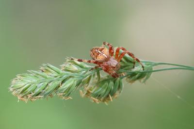 <i>Araneus diadematus</i>
