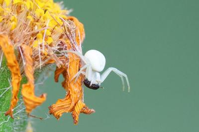 <i>Misumena vatia</i>
