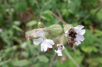 <i>Synema globosum</i>