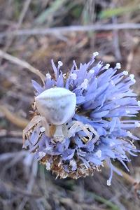 <i>Thomisus onustus</i>
