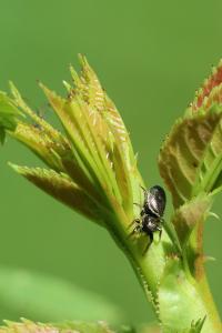 <i>Heliophanus</i>