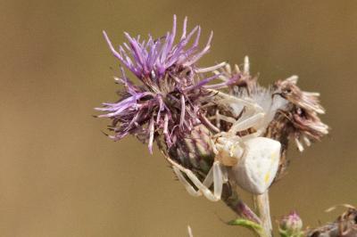 <i>Thomisus onustus</i>