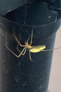 <i>Tetragnatha</i>