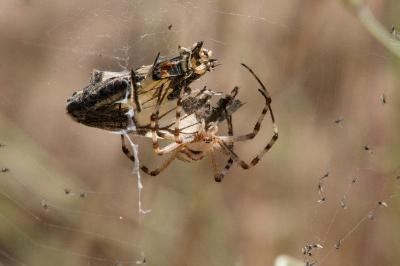 <i>Argiope bruennichi</i>