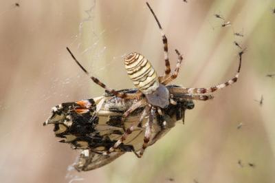 <i>Argiope bruennichi</i>