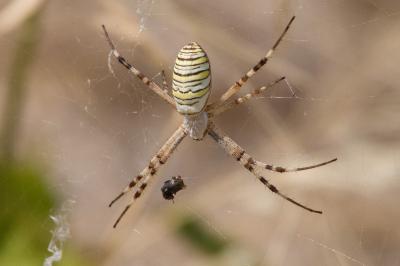 <i>Argiope bruennichi</i>