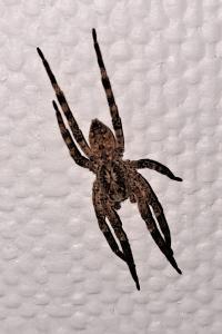 <i>Zoropsis spinimana</i>