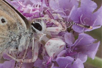 <i>Thomisus onustus</i>
