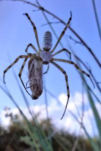 <i>Argiope bruennichi</i>