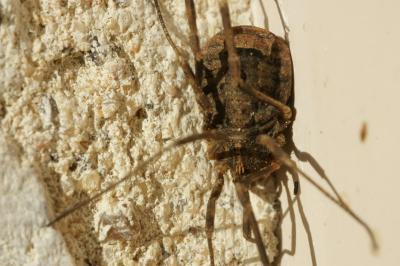 <i>Odiellus spinosus</i>