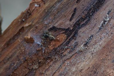 <i>Marpissa muscosa</i>
