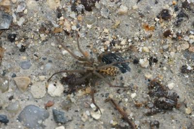 <i>Eratigena atrica</i>