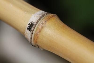 <i>Salticus scenicus</i>