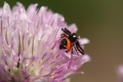 Synema globosum
