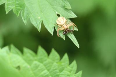 <i>Xysticus cristatus</i>