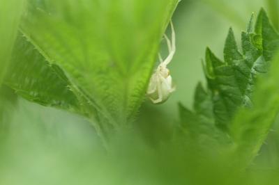 <i>Misumena vatia</i>
