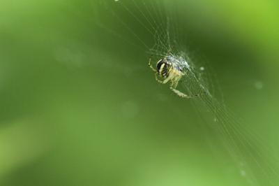 <i>Mangora acalypha</i>