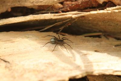 <i>Pardosa saltans</i>