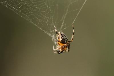 <i>Araneus diadematus</i>