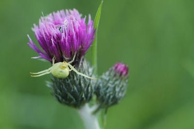 <i>Misumena vatia</i>