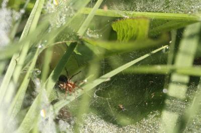 <i>Agelena labyrinthica</i>
