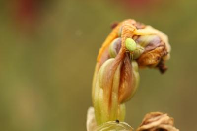 <i>Araniella</i>