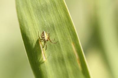 <i>Mangora acalypha</i>