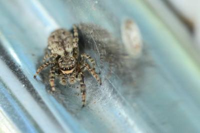 <i>Marpissa muscosa</i>